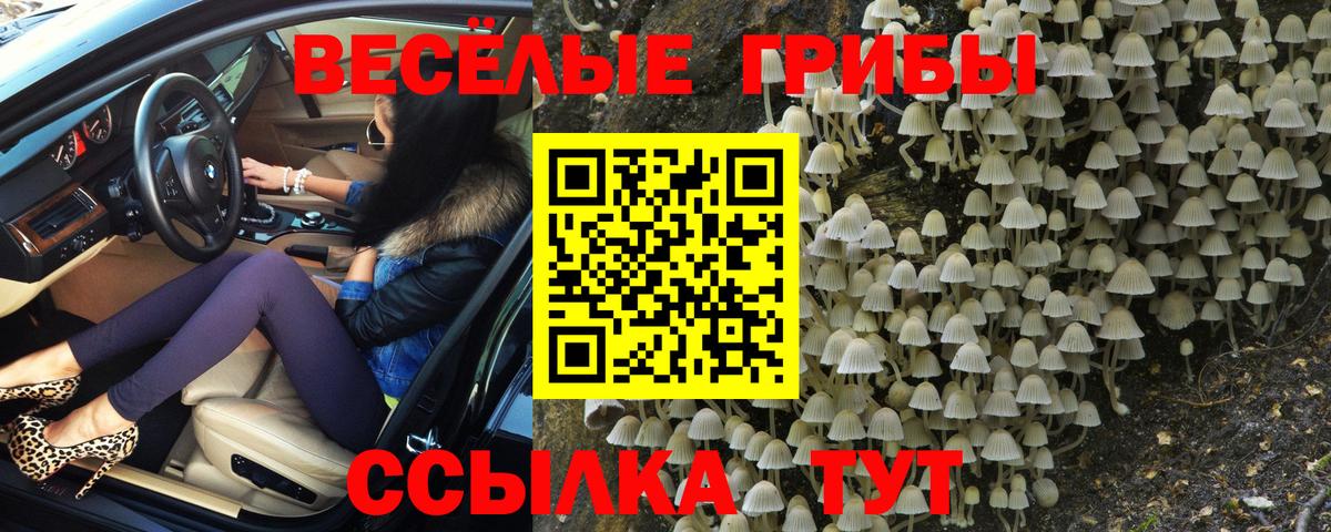 Кудрово  Псилоцибиновые грибы Psilocybine cubensis  Вход с VPN  Псилоцибиновые грибы Psilocybe 